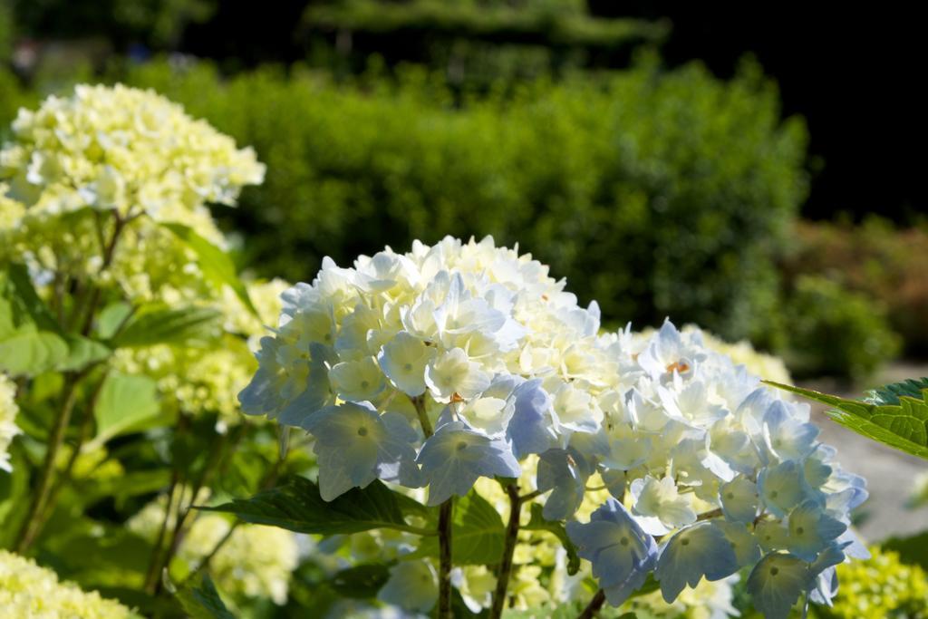 Park Hotel Villa Belvedere Cannobio Bagian luar foto